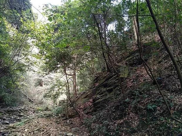 植物大战僵尸2